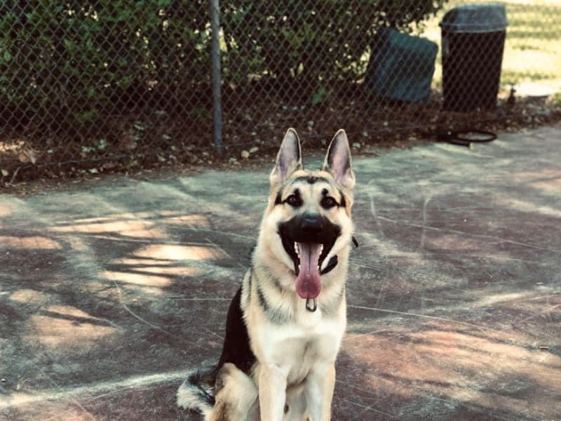 Maximus primary photo