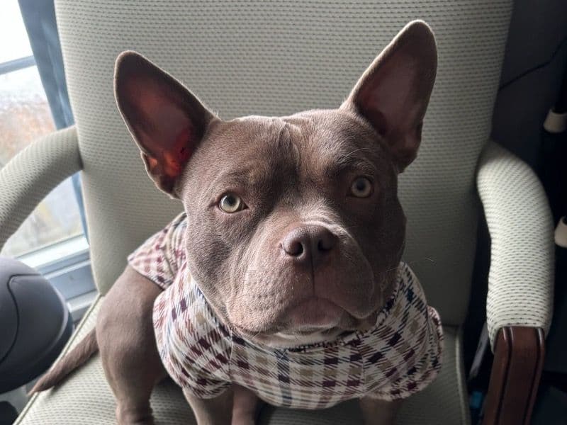 American Bully 0 months old female medium named Cakes for adoption in Lenawee County, Michigan | Petmeetly