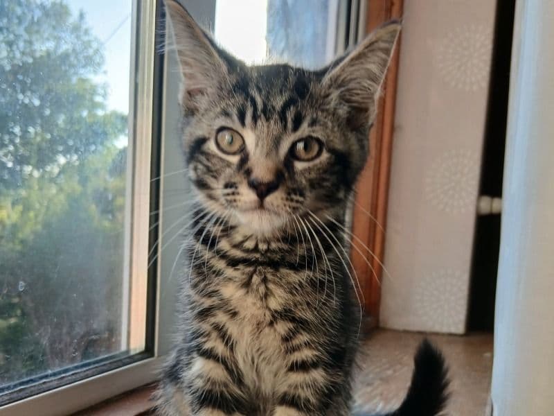 Tabby 6 months old male named Dasher for sale in Greater London, England | Petmeetly