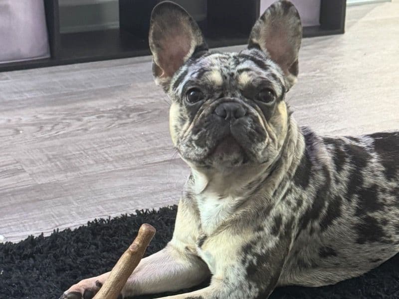 French Bulldog 2 years old male medium named Dior for breeding in Seminole County, Florida | Petmeetly