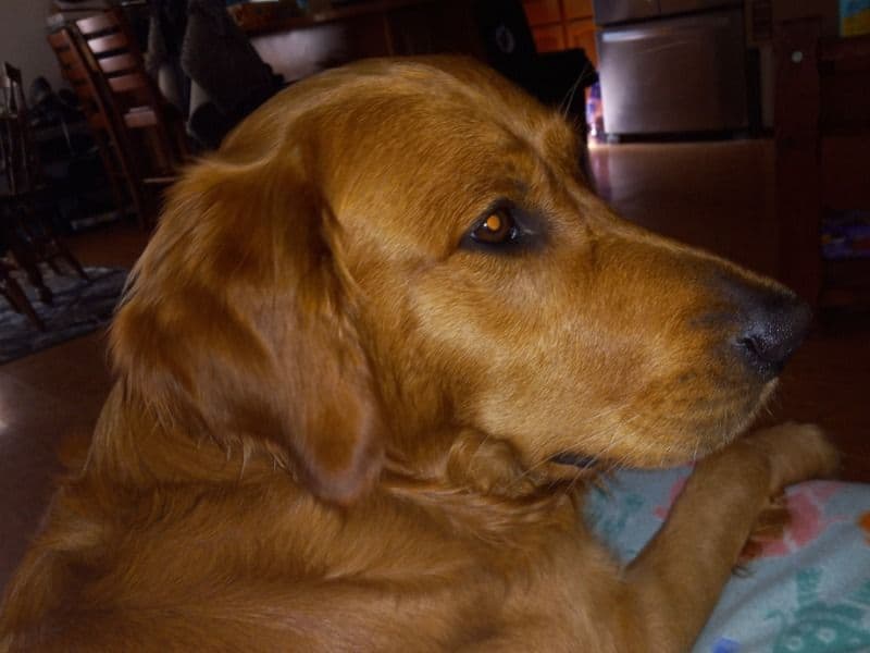 Golden Retriever 3 years 10 months old male large named Sunny for breeding in Whatcom County, Washington | Petmeetly