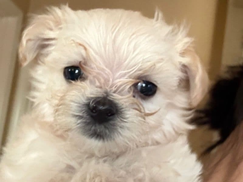Maltipoo primary photo