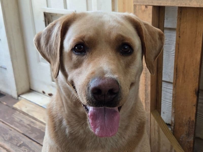 Sadie primary photo