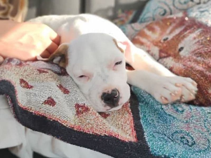 American Bully 1 year old male large named Abraham for adoption in Covington County, Alabama | Petmeetly