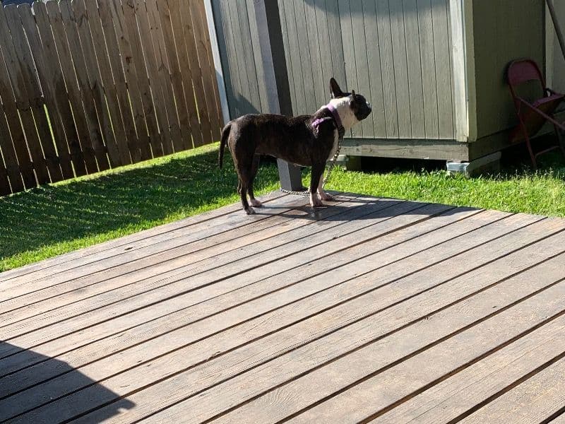 American PitBull Terrier 4 years 11 months old female medium named Willow for sale in Lafayette Parish, Louisiana | Petmeetly