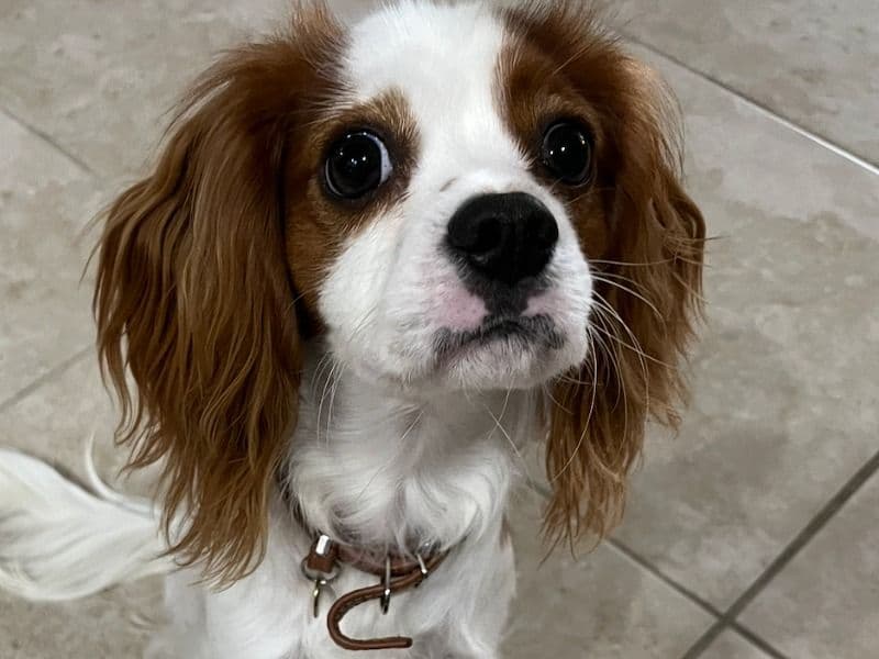 Charlie primary photo