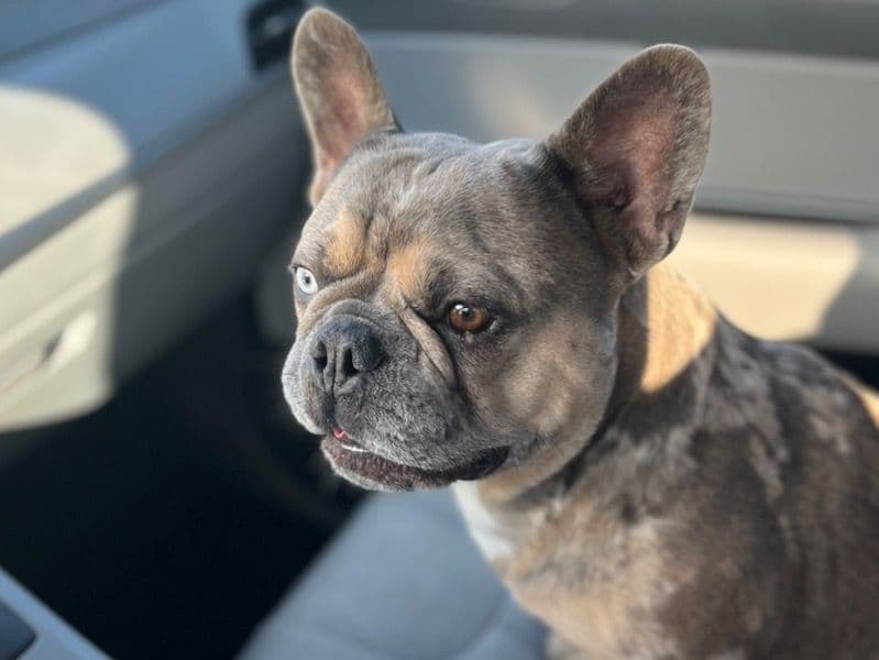 French Bulldog 5 years 3 months old male medium named Leo for breeding in Palm Beach County, Florida | Petmeetly