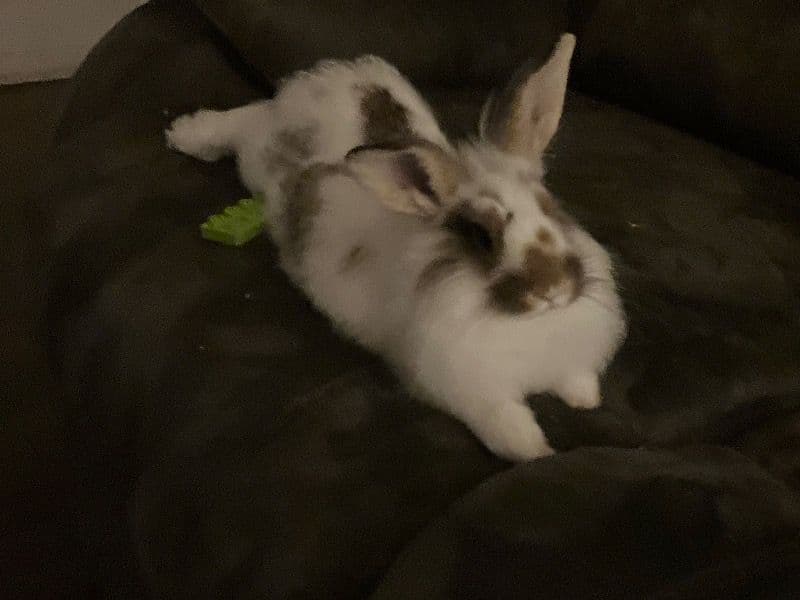 Bun Bun And Nugget primary photo