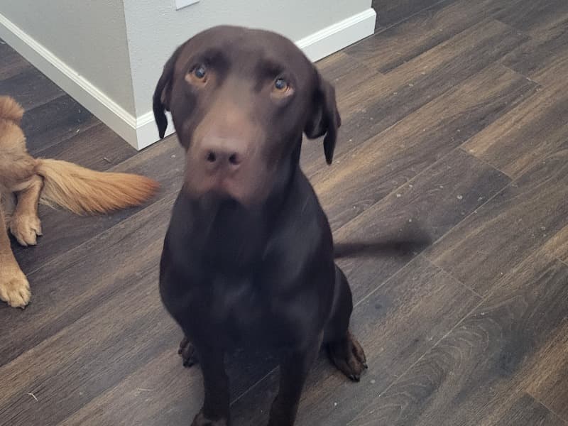 Hank primary photo