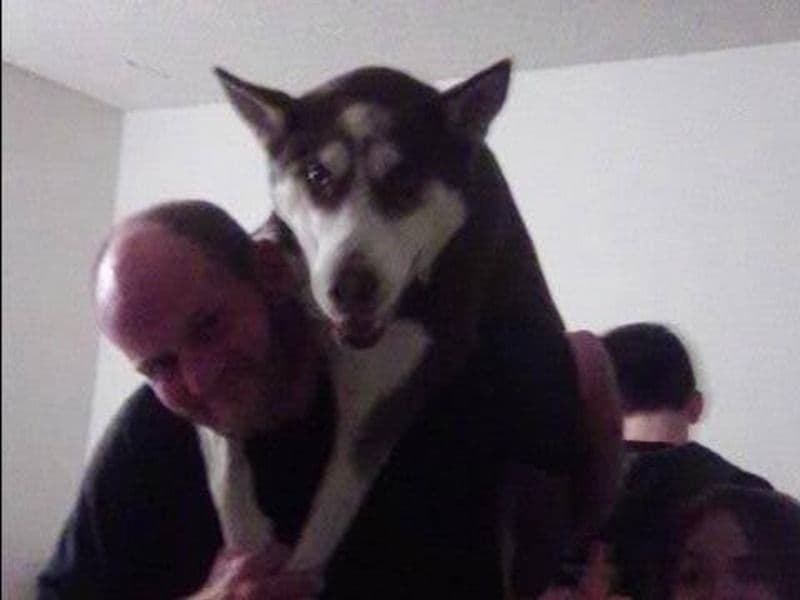 Siberian Husky 2 years 7 months old male medium named Rigby for sale in Los Angeles County, California | Petmeetly