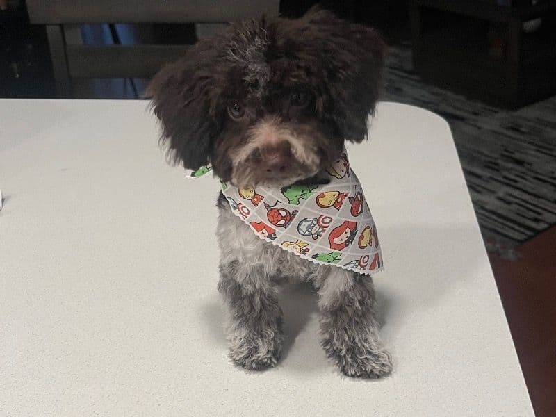 Hershey primary photo