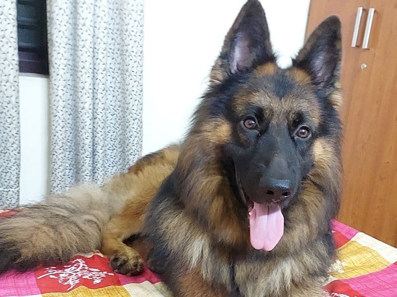 Black German Shepherd 4 years 7 months old male large named Rocky for breeding | Petmeetly