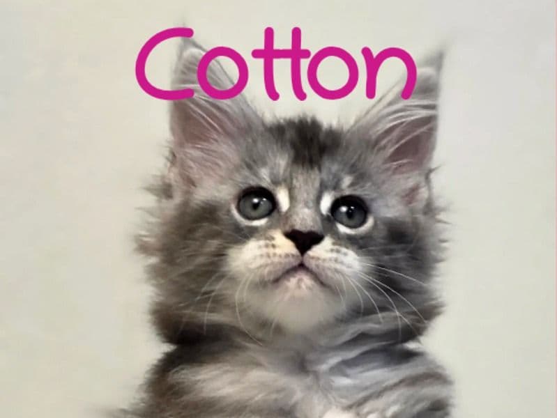 Maine Coon 3 months old female named Cotton for sale in District of Columbia, District of Columbia | Petmeetly