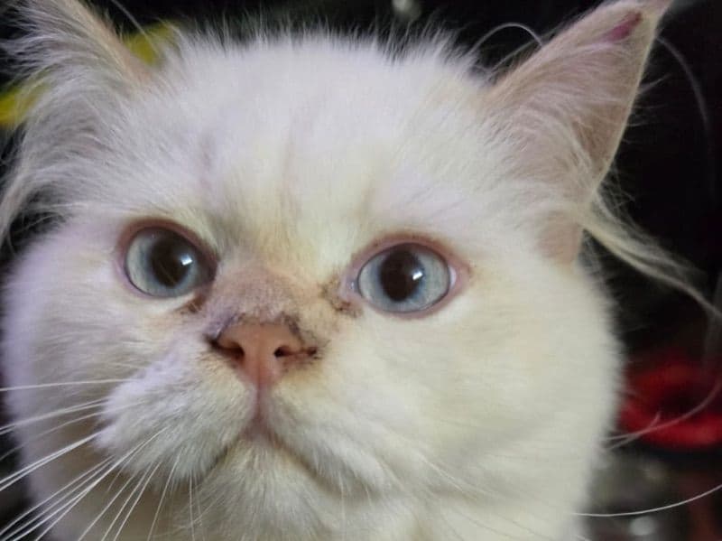 Ragdoll 1 year 8 months old female named Luna for breeding in Presidency Division, West Bengal | Petmeetly