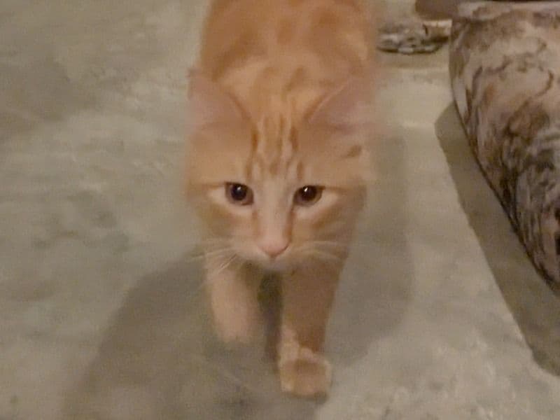 American Longhair 1 year 4 months old male named Milo for sale in Wheatland County, Alberta | Petmeetly