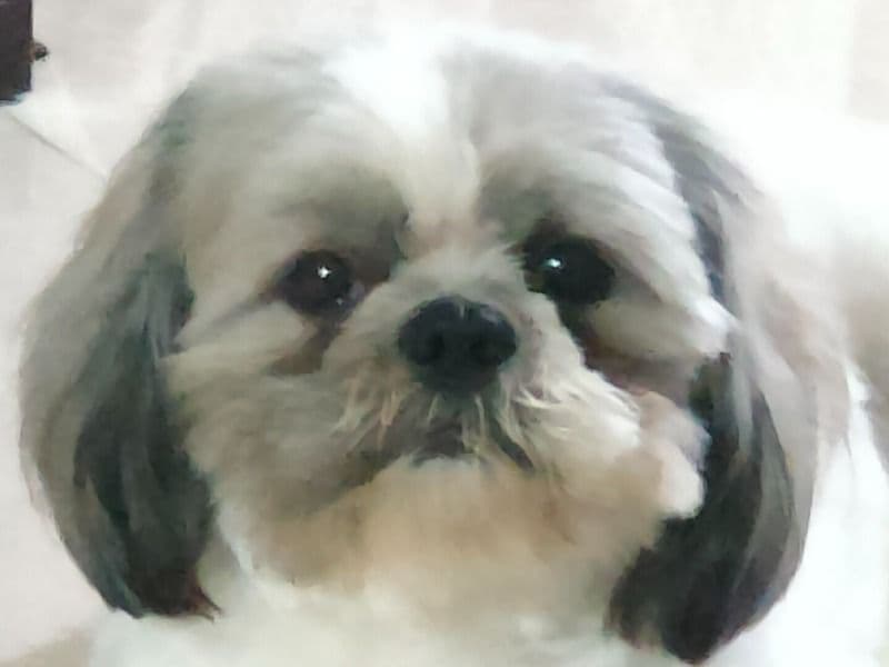 Brownie primary photo
