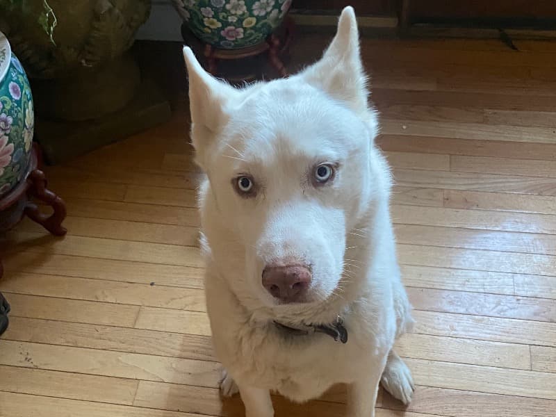 Odin primary photo