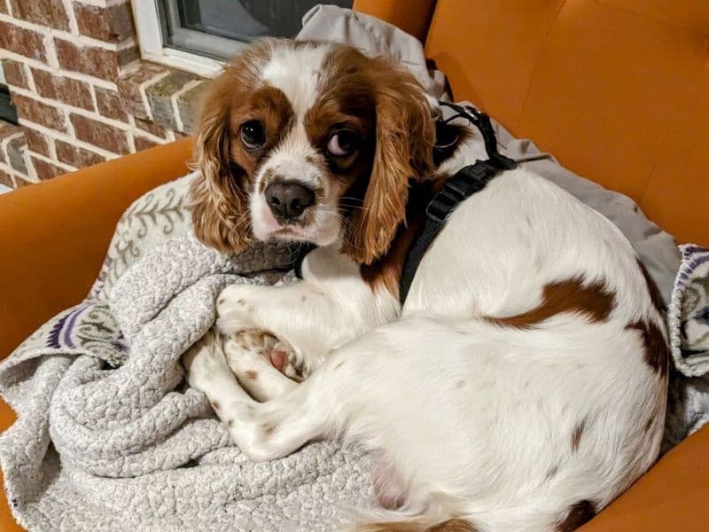 Pretzel primary photo