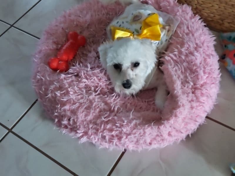 Bichon Frise 1 year 8 months old female small named Molly for breeding in Highlands County, Florida | Petmeetly