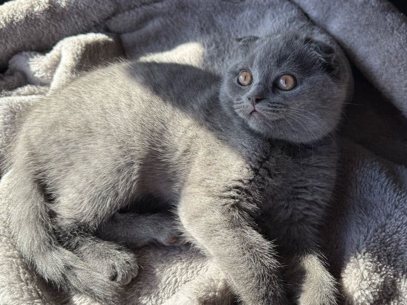 Scottish Fold 2 months old male named Lightning for sale in Los Angeles County, California | Petmeetly