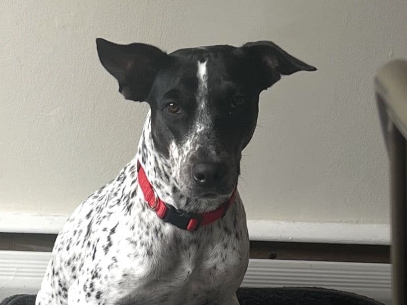 Coonhound 4 years 3 months old female large named Dice for adoption in Dutchess County, New York | Petmeetly