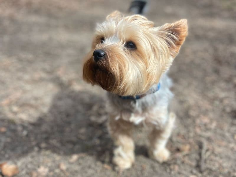 Yorkshire Terrier 4 years 1 month old male small named Chester for breeding in Hampshire, England | Petmeetly