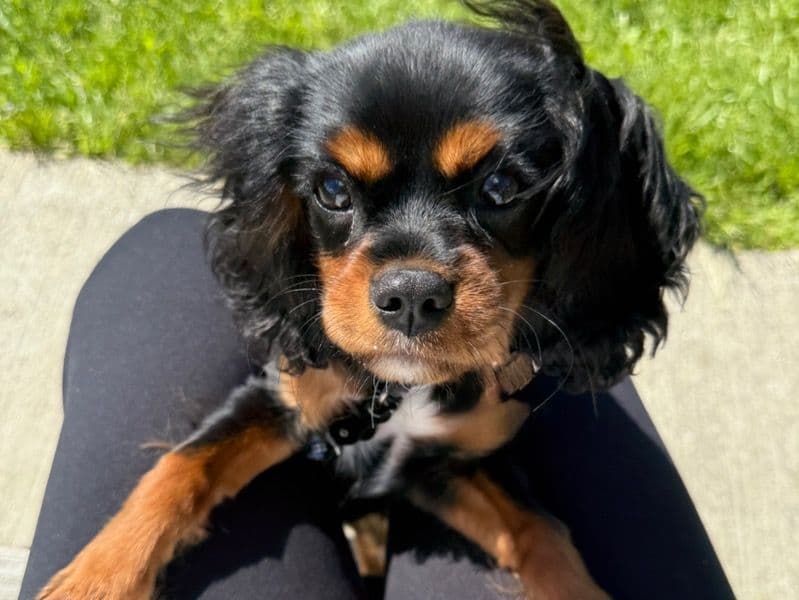 Cavalier King Charles Spaniel 10 months old male small named Aj for sale in Summit County, Ohio | Petmeetly