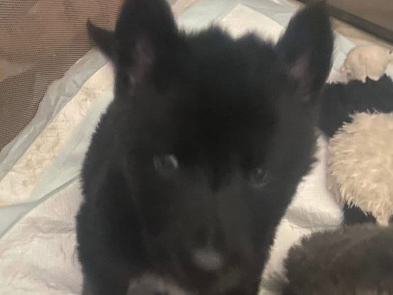 Puppys primary photo
