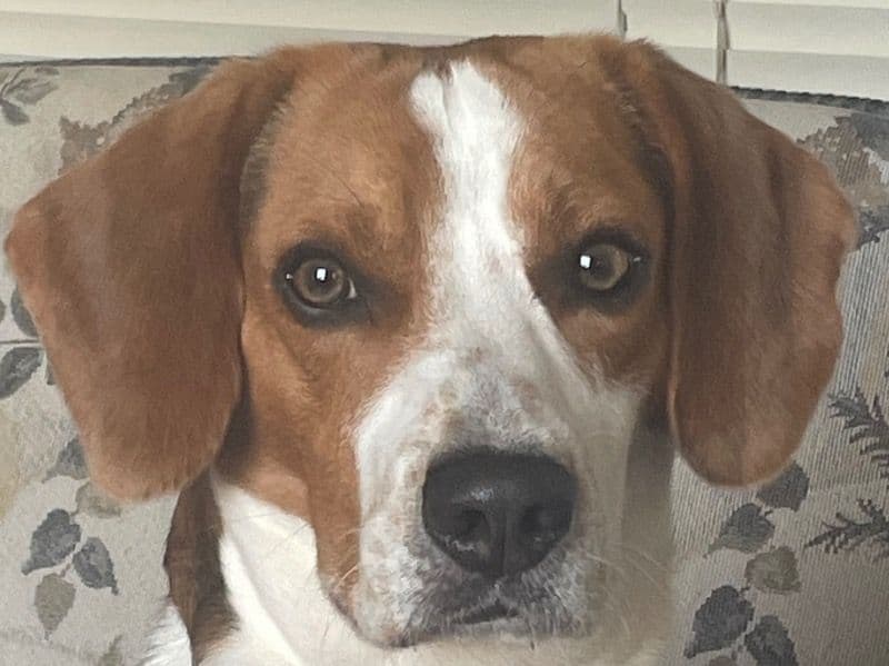 Benny primary photo