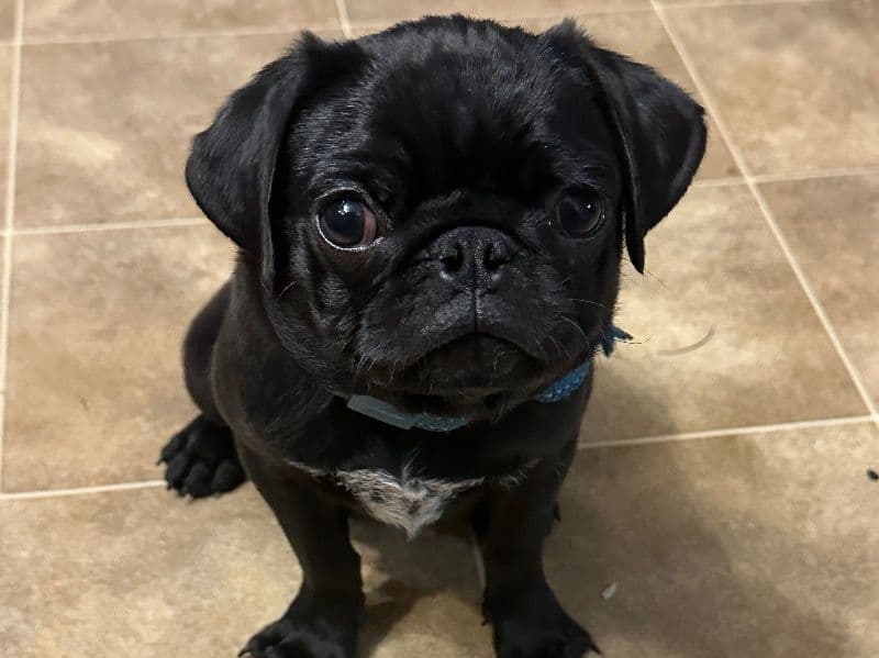 Pug 9 months old male medium named 8ball for sale in Crawford County, Illinois | Petmeetly