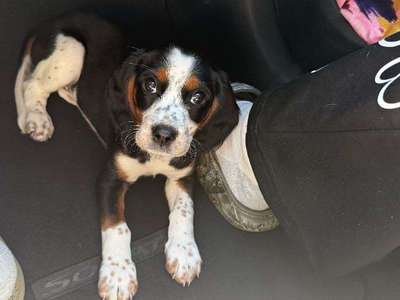 Beaglier 7 months old female small named Mila for sale in Cuyahoga County, Ohio | Petmeetly