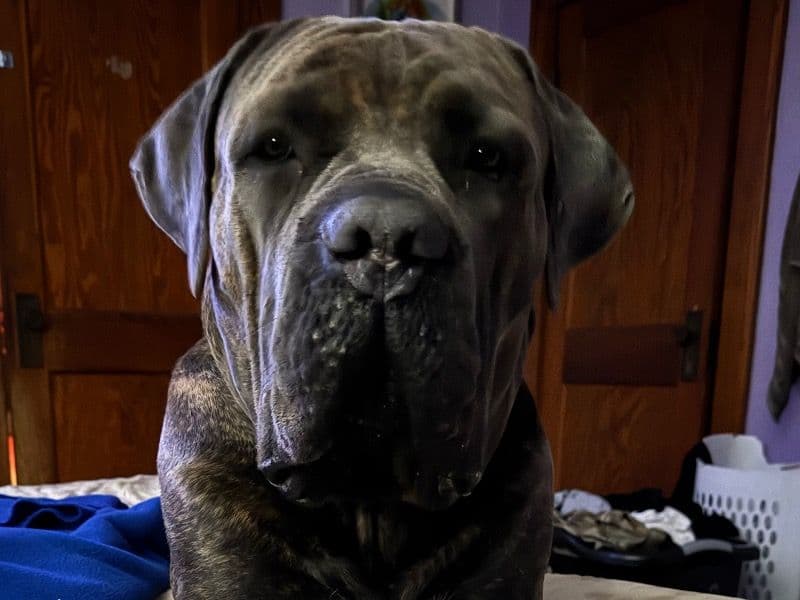Odin primary photo