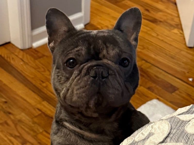 French Bulldog 3 years 8 months old male medium named Euro for breeding in Queens County, New York | Petmeetly