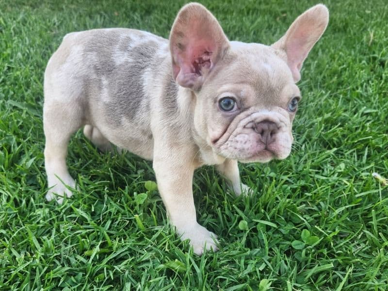 French Bulldogs primary photo
