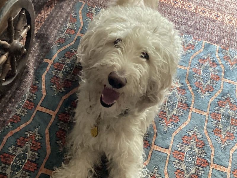 Labradoodle 4 years 4 months old male large named Rudy for adoption in Littleton, Colorado | Petmeetly