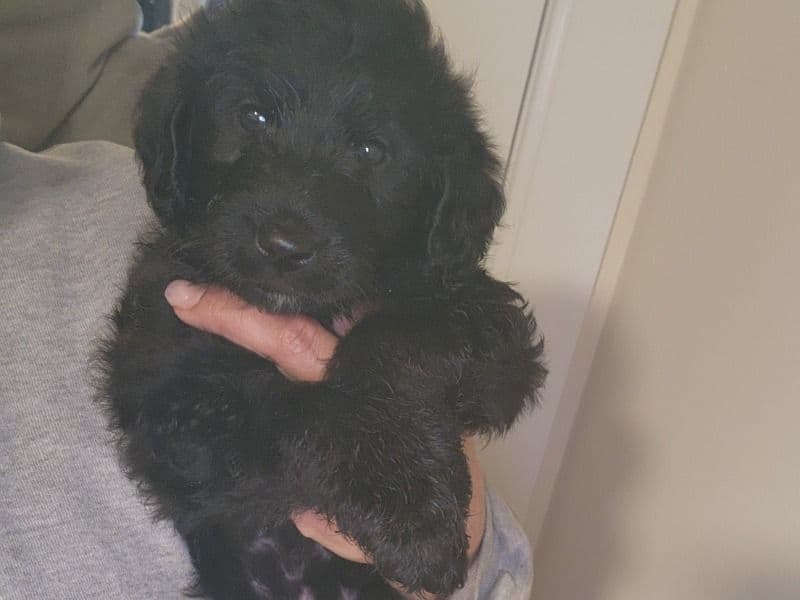 Double doodle 5 months old male medium named King for sale in South Central Connecticut Planning Region, Connecticut | Petmeetly