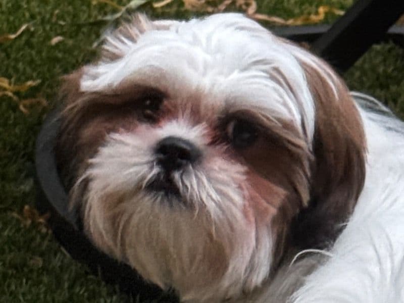 Lenny primary photo