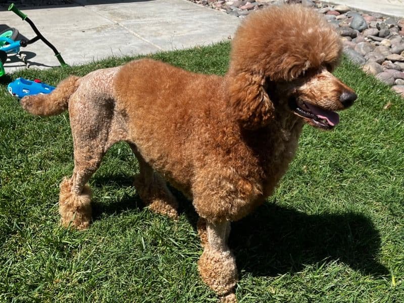 Remy primary photo
