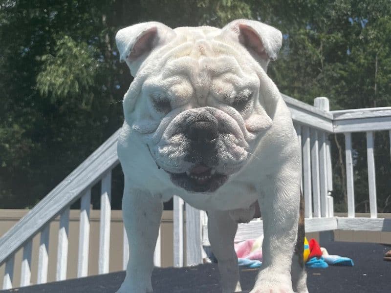 White English Bulldog 4 years 4 months old male medium named Chunk for sale in Wayne County, Michigan | Petmeetly