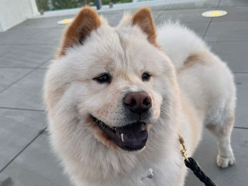 Benji primary photo