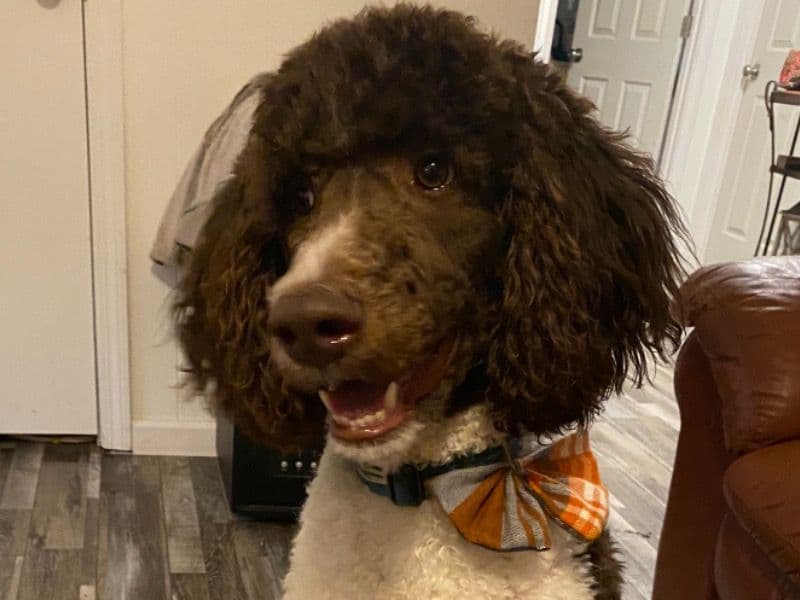 Murphy primary photo