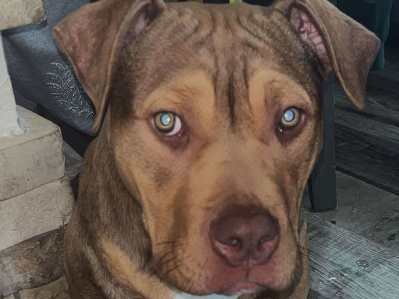 Capone primary photo