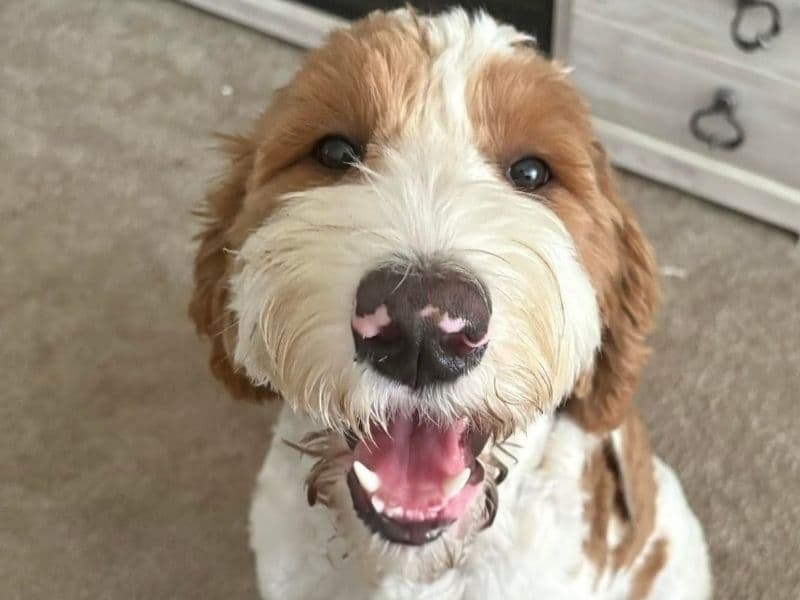 Goldendoodle 2 years old female medium named Charlotte for adoption in DuPage County, Illinois | Petmeetly