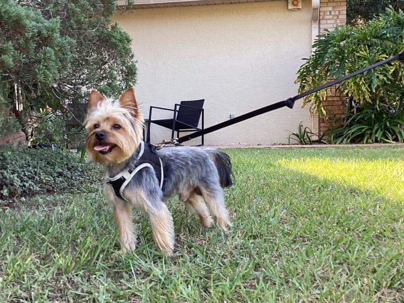 Yorkshire Terrier 1 year 8 months old male medium named Kilo for breeding in Florida | Petmeetly