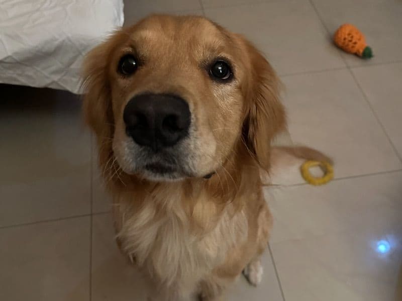 Golden Retriever 1 year 10 months old male large named Apollo for breeding in Hidalgo County, Texas | Petmeetly