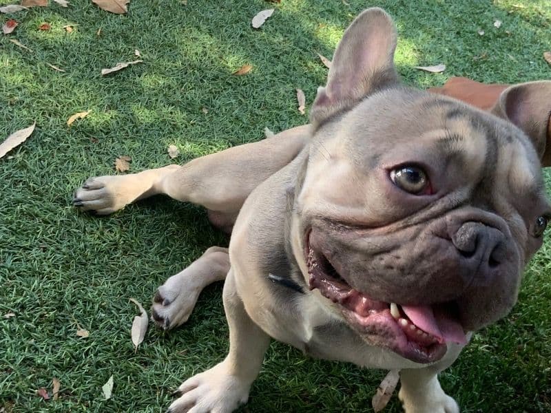 French Bulldog 1 year 5 months old male medium named Butters for sale in Los Angeles County, California | Petmeetly