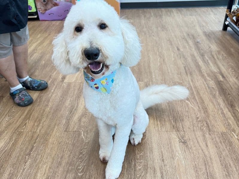 Benji primary photo