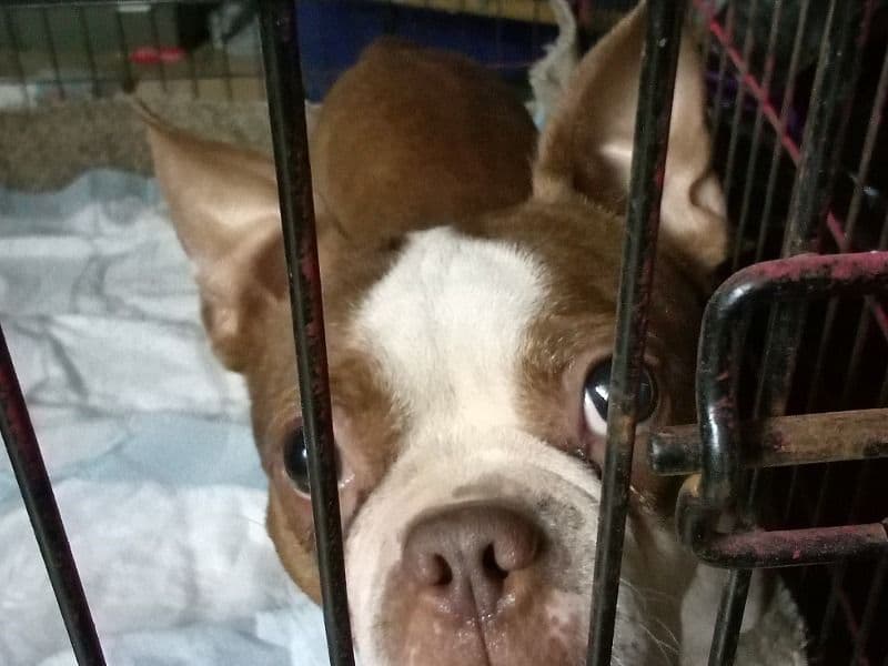 Boston Terrier 2 years 5 months old female medium named Bossy for sale in Shelby County, Tennessee | Petmeetly