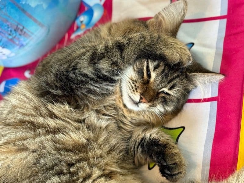 American Shorthair 10 months old female named Lucy for adoption in Cuyahoga County, Ohio | Petmeetly