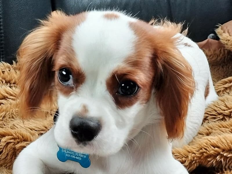 Charlie primary photo